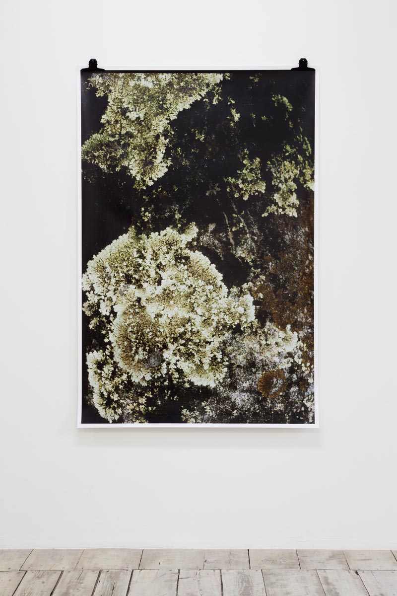 Ingeborg Luescher 300 Million Years XII