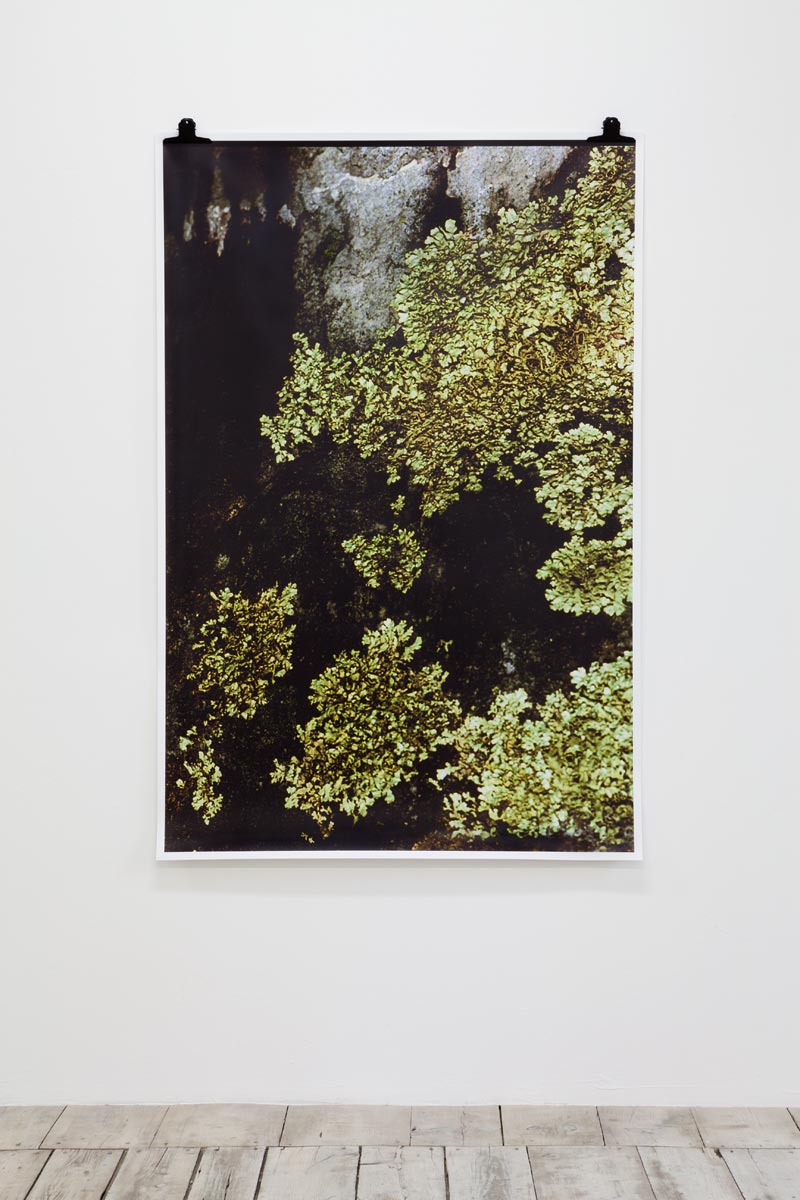 Ingeborg Luescher 300 Million Years XI