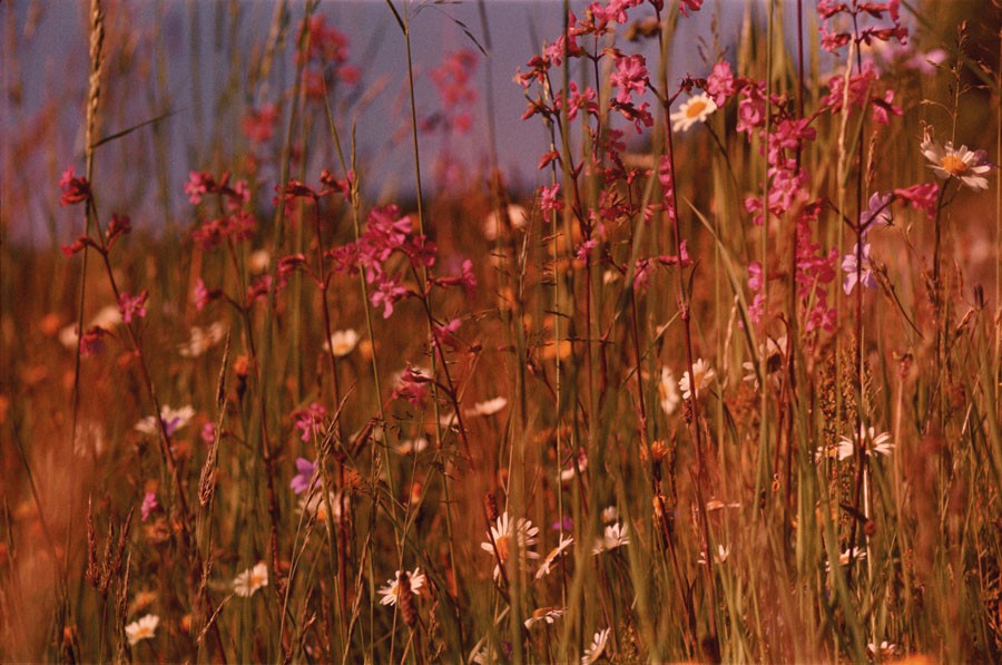 Peter Friedl untitled 1962 2007b